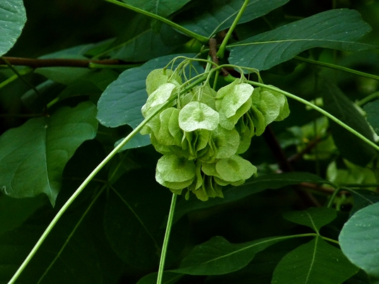 {Ptelea trifoliata}